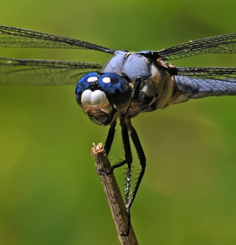 Male
2009_05_20_Floyd
